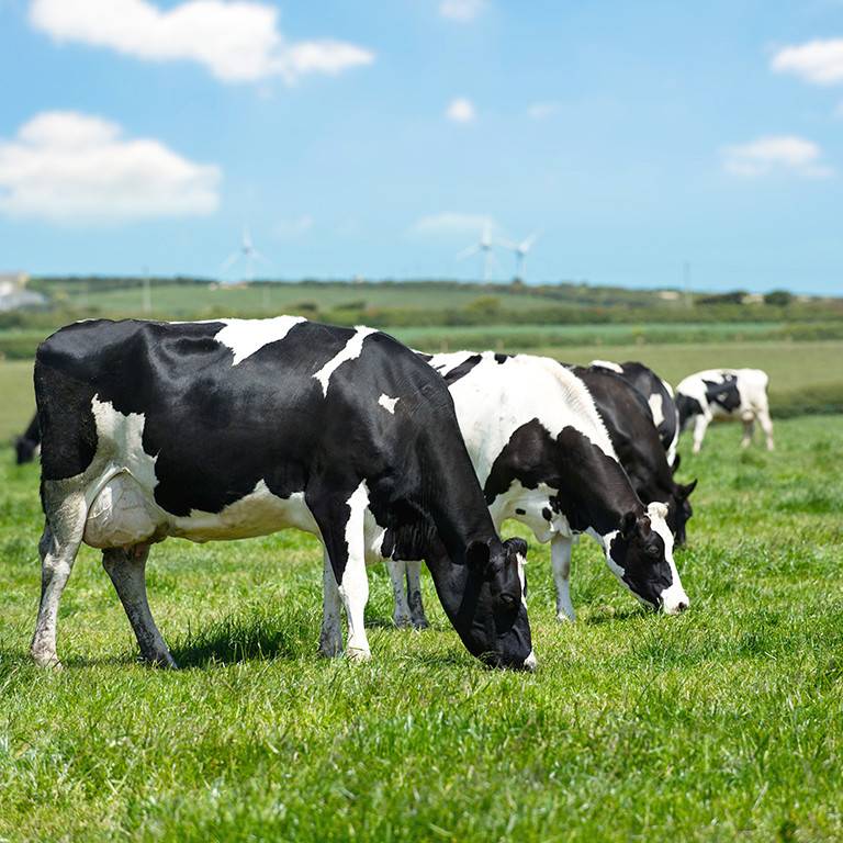 Kühe auf Wiese Argrahandel